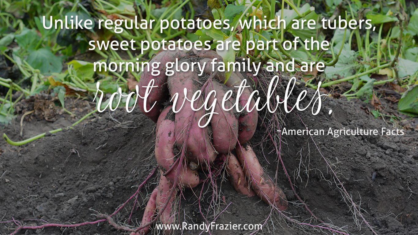 Ag Facts about Sweet Potatoes