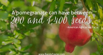 Ag Facts about Pomegranates