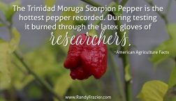 Ag Facts about the Scorpion Pepper