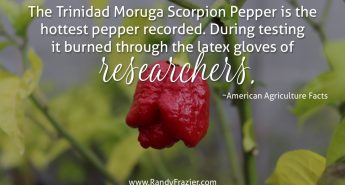 Ag Facts about the Scorpion Pepper