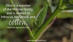 Ag Facts about Okra