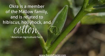 Ag Facts about Okra