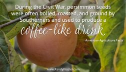 Ag Facts about Persimmons