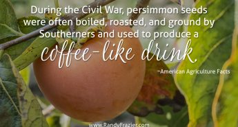 Ag Facts about Persimmons