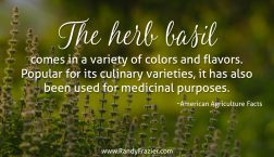 Ag Facts about Basil