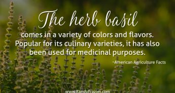 Ag Facts about Basil