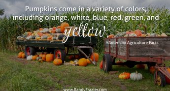 Ag Facts about Pumpkins