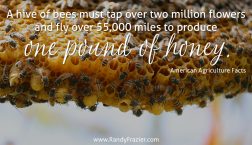 Ag Facts about Honeybees