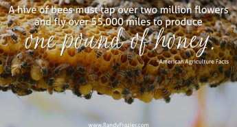Ag Facts about Honeybees