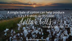 Ag Facts about Cotton