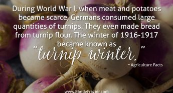 Ag Facts about Turnips