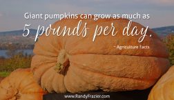 Ag Facts about Giant Pumpkins