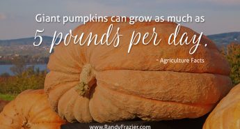 Ag Facts about Giant Pumpkins
