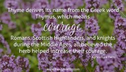 Ag Facts about Thyme