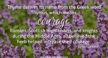 Ag Facts about Thyme