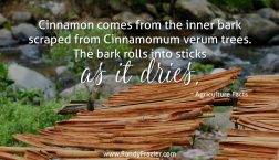 Ag Facts about Cinnamon