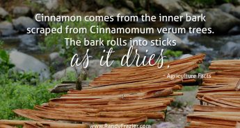 Ag Facts about Cinnamon