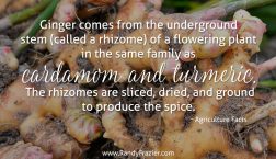 Ag Facts about Ginger