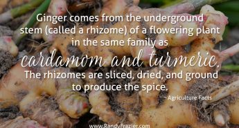Ag Facts about Ginger