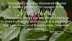 Ag Facts about Allspice