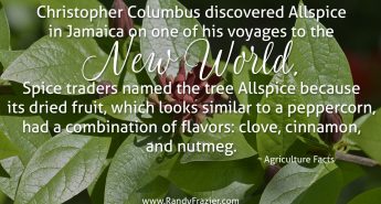 Ag Facts about Allspice