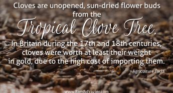 Ag Facts about Cloves