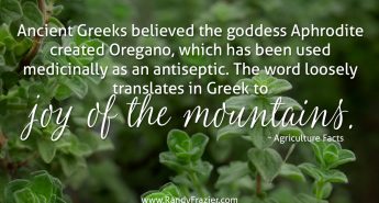 Ag Facts about Oregano
