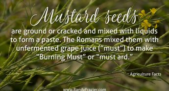 Ag Facts about Mustard