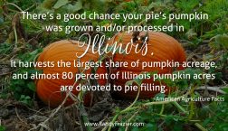 Ag Facts about Pumpkins