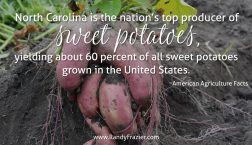 Ag Facts about Sweet Potatoes