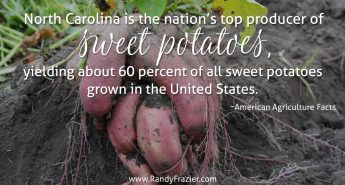 Ag Facts about Sweet Potatoes