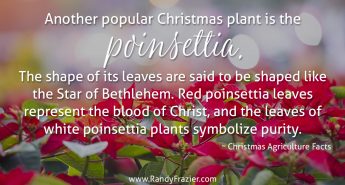 Christmas Ag Facts - Poinsettias