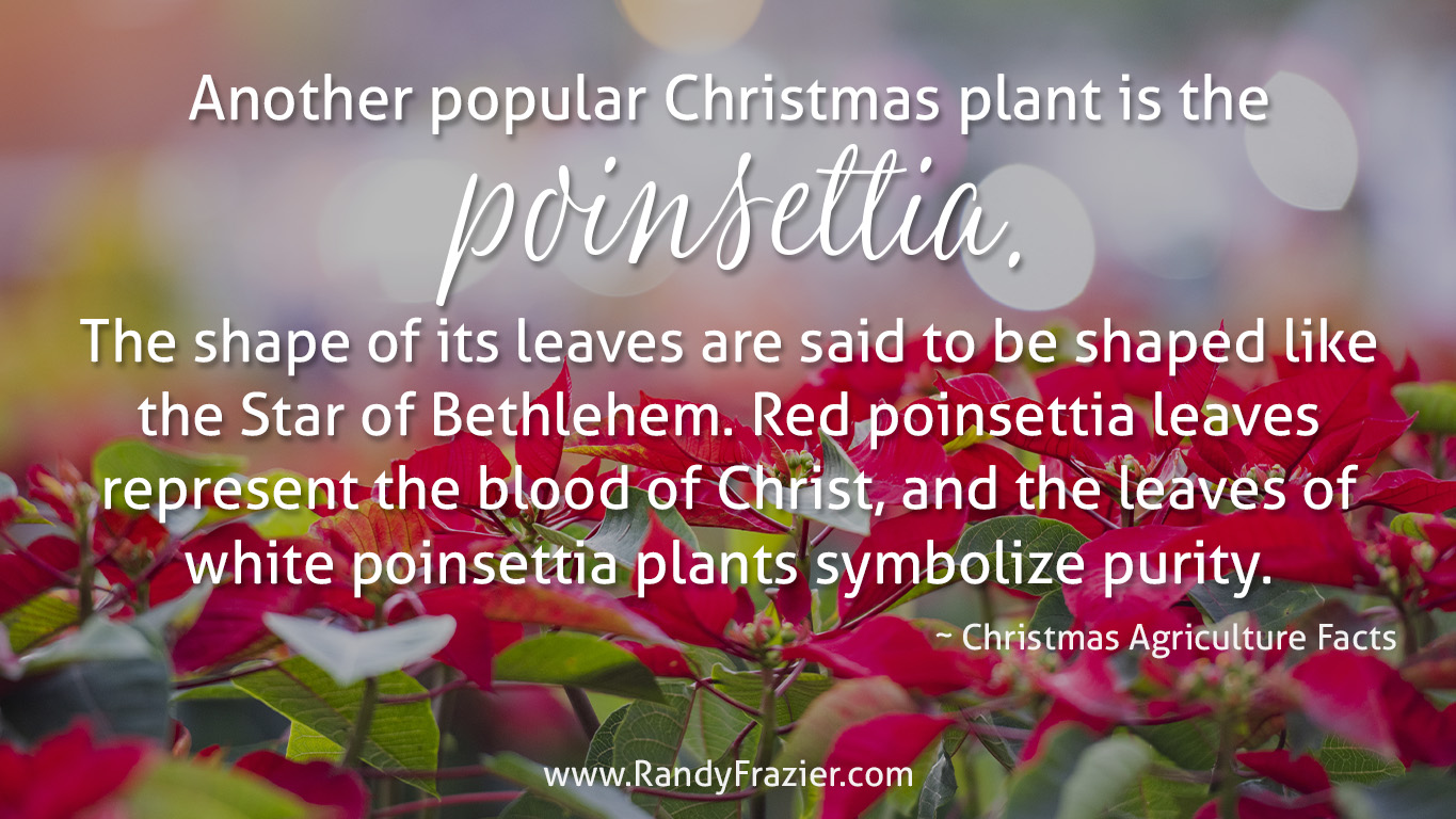 Christmas Ag Facts - Poinsettias