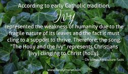 Christmas Ag Facts: Ivy