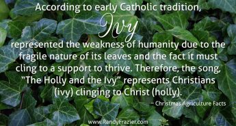 Christmas Ag Facts: Ivy