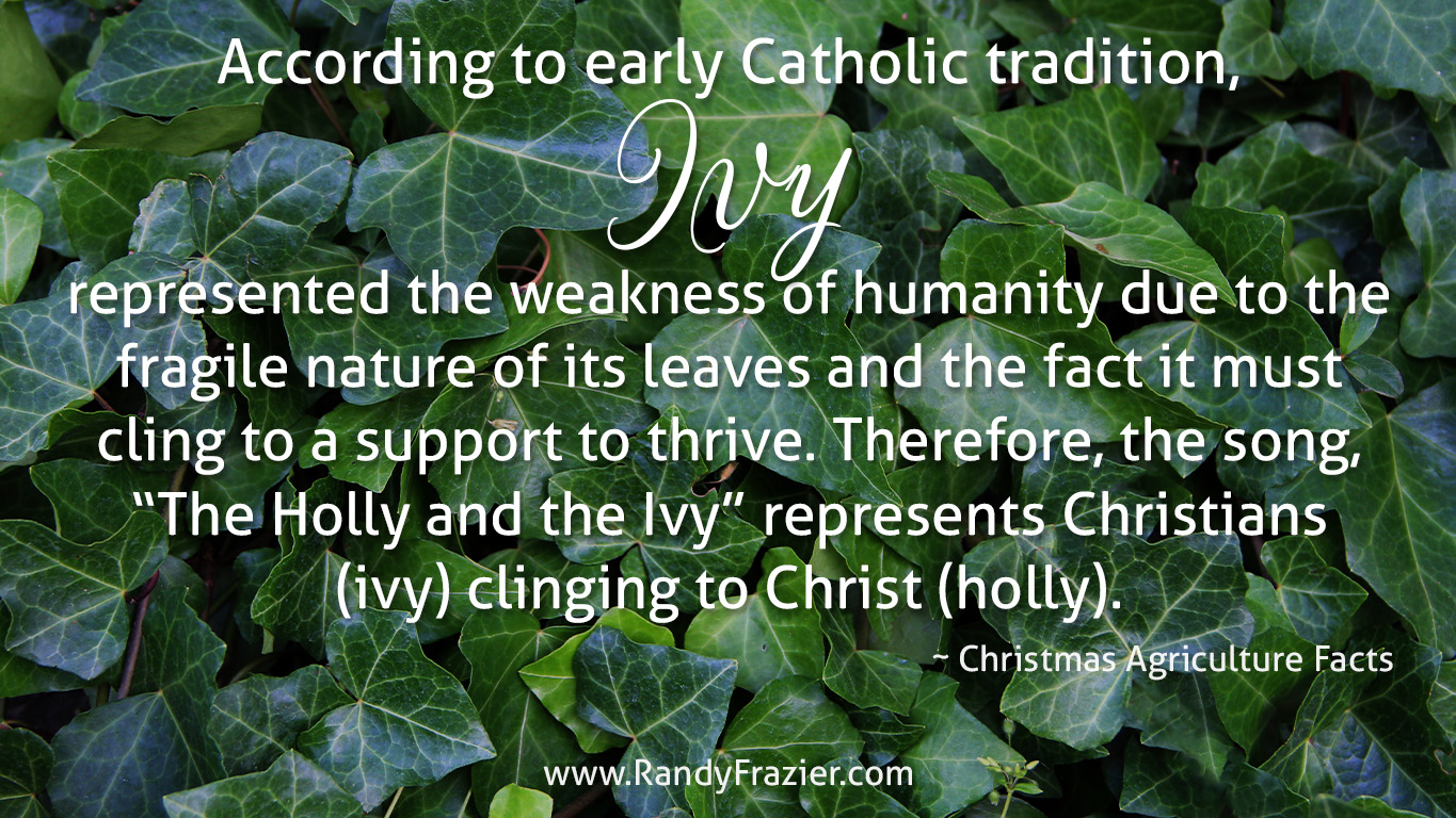 Christmas Ag Facts: Ivy