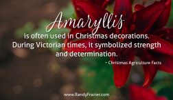 Christmas Ag Facts: Amaryllis