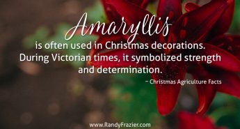 Christmas Ag Facts: Amaryllis