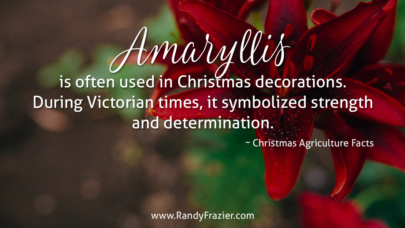 Christmas Ag Facts: Amaryllis