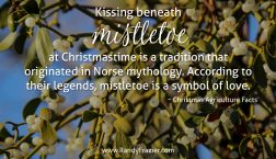 Christmas Ag Facts: Mistletoe