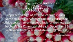 Christmas Ag Facts: Radishes
