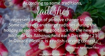 Christmas Ag Facts: Radishes