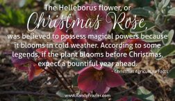 Christmas Ag Facts: The Christmas Rose