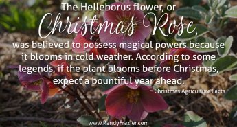 Christmas Ag Facts: The Christmas Rose