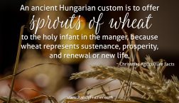Christmas Ag Facts: Wheat