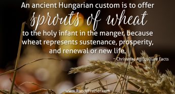 Christmas Ag Facts: Wheat