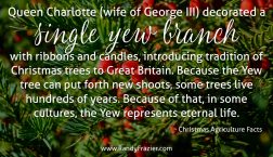 Christmas Ag Facts: Yew Trees