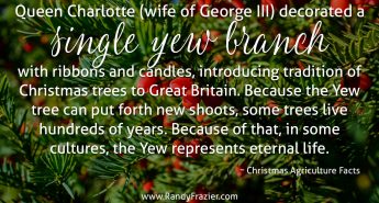 Christmas Ag Facts: Yew Trees