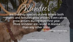 Christmas Ag Facts: Reindeer