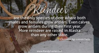 Christmas Ag Facts: Reindeer